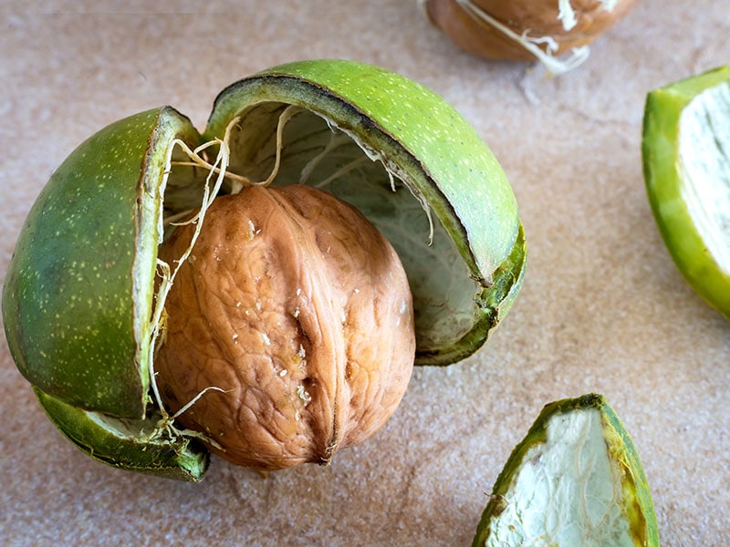 Walnut Fruit