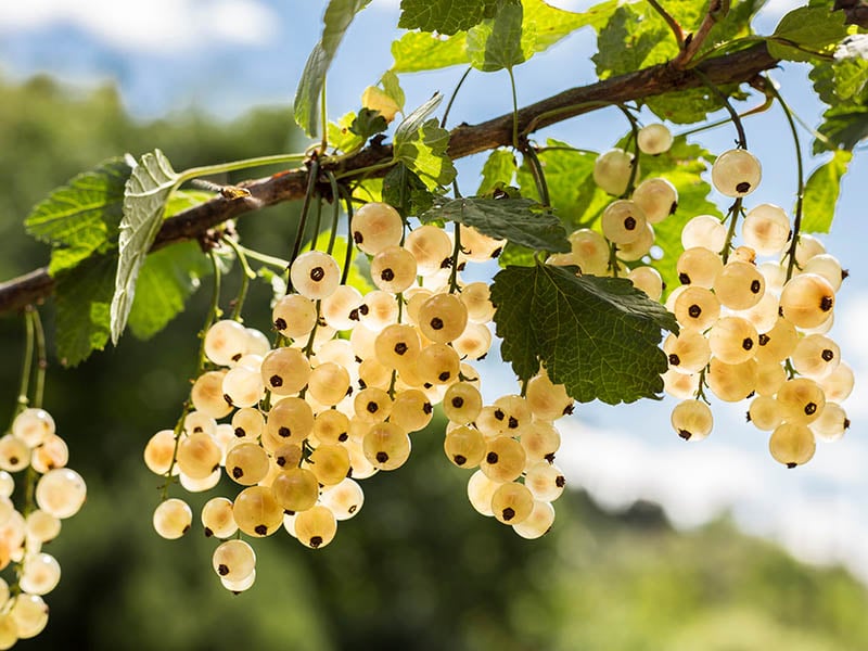 White Currants Fruit