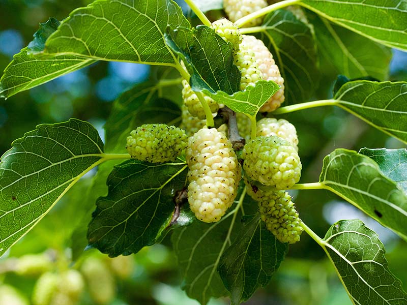 White Mulberry Fruit