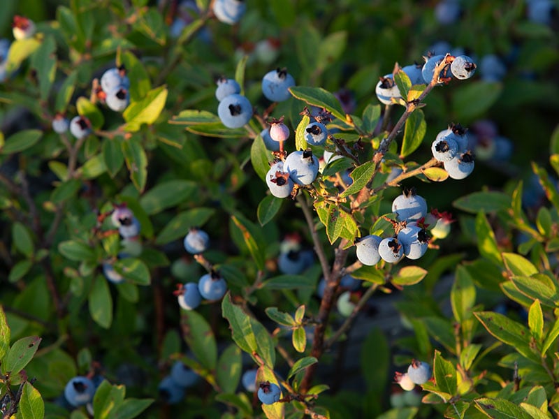 Wild Lowbush Blueberry