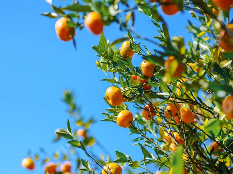 Wild Orange Fruit