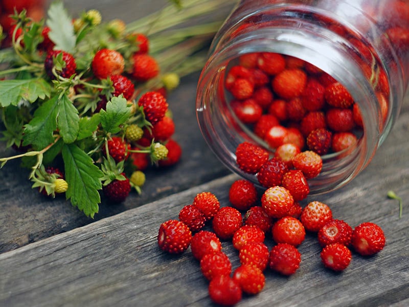 Wild Strawberry Fruit