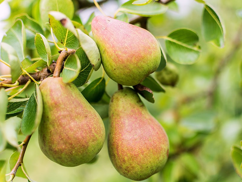 Williams Pear Fruit