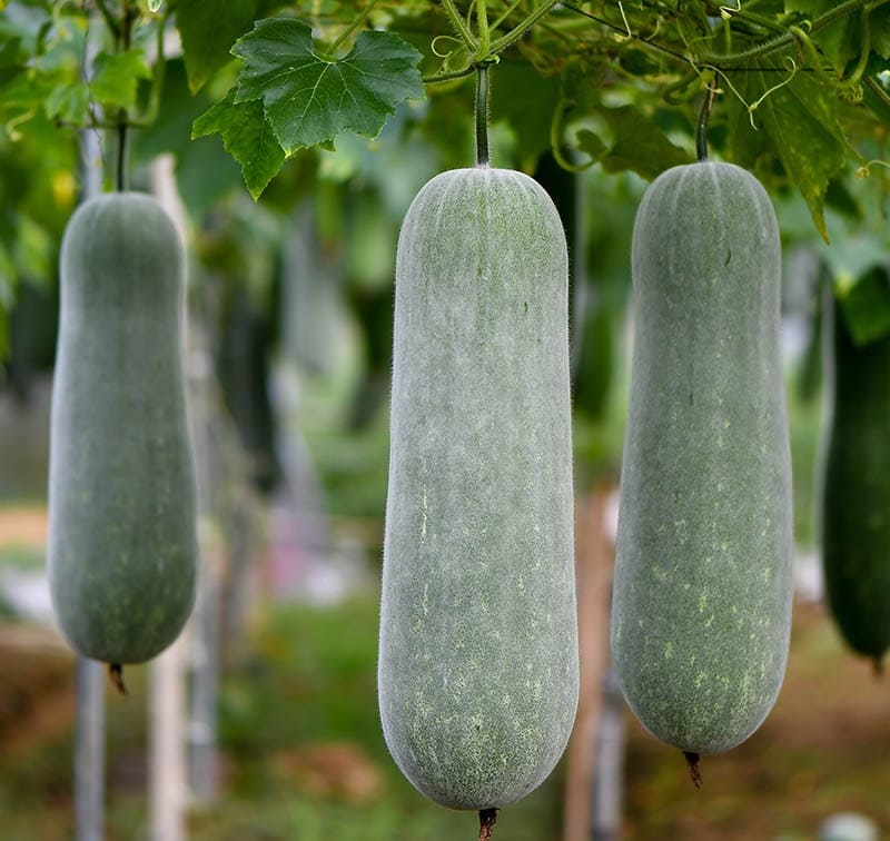 Winter Melon Fruit