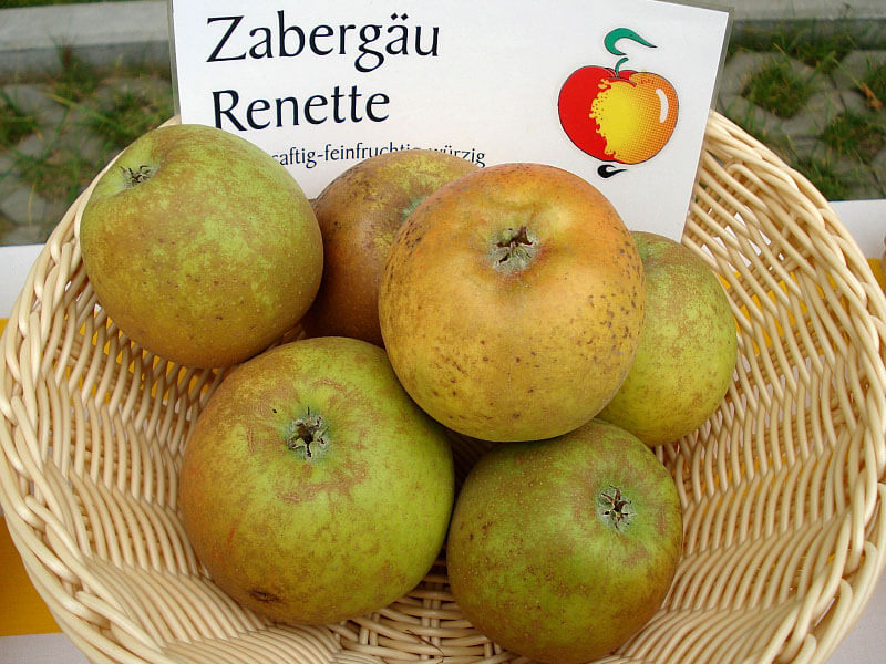 Zabergau Reinette Apple