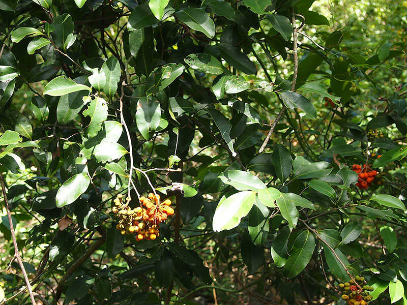 Zig Zag Vine Fruit