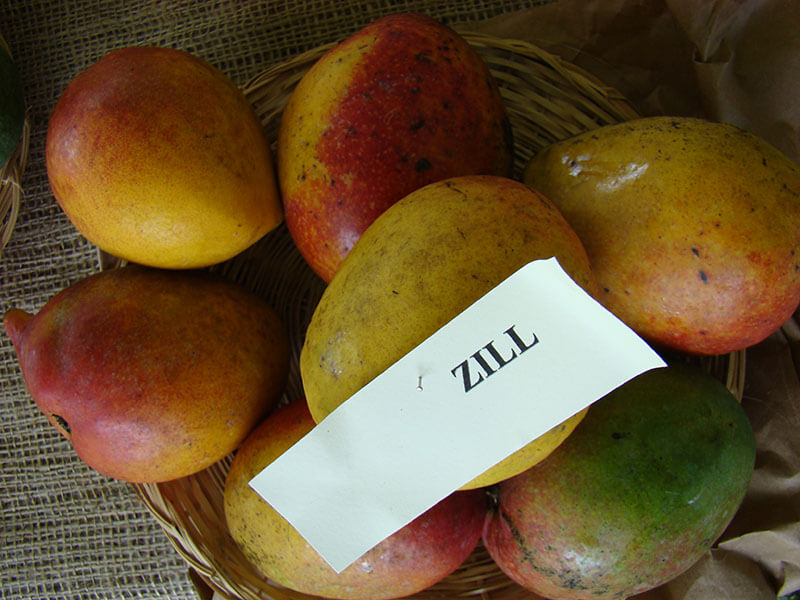 Zill Mango