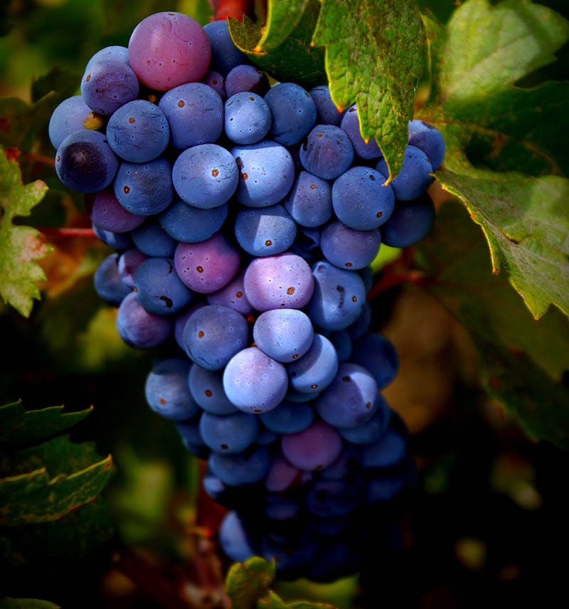 Zinfandel Grapes Z