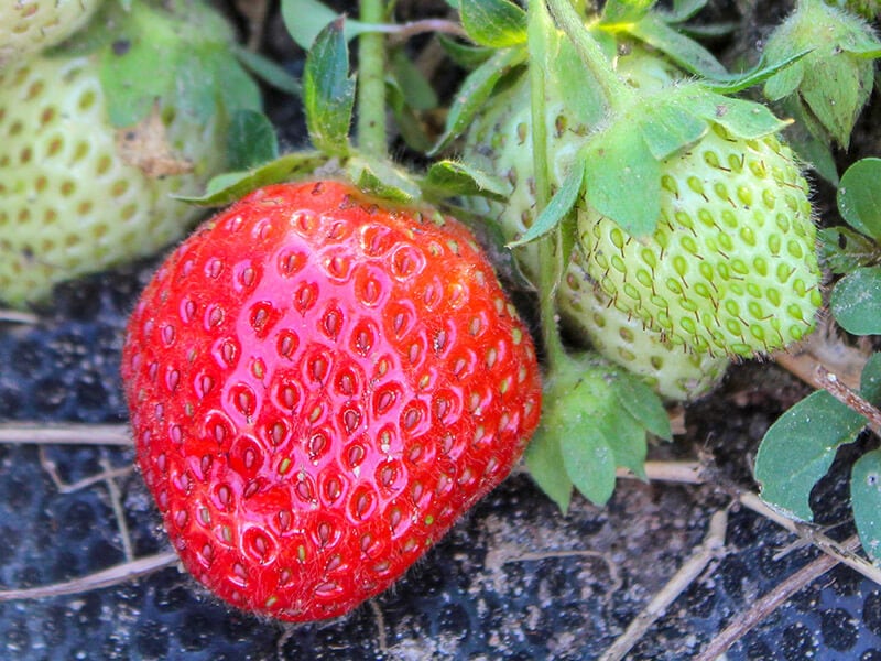 Allstar Strawberry