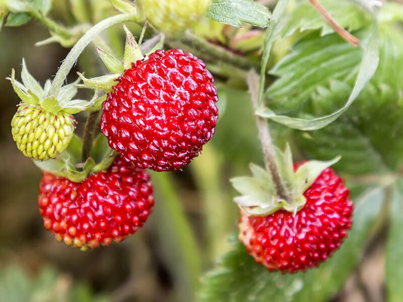 Alpine Strawberry