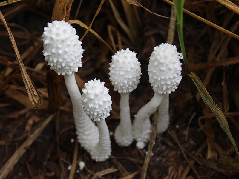 Amanita Abrupta