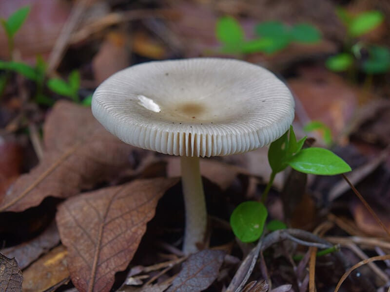 Amanita Farinosa