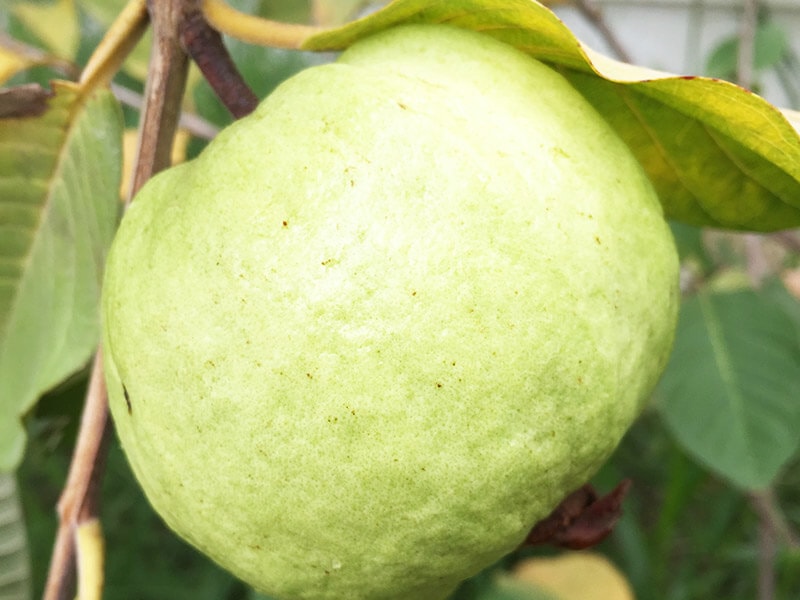 Wild Guava/Pineapple Sour Guava Smallest Guava Very  Rare 10 Finest Seeds 