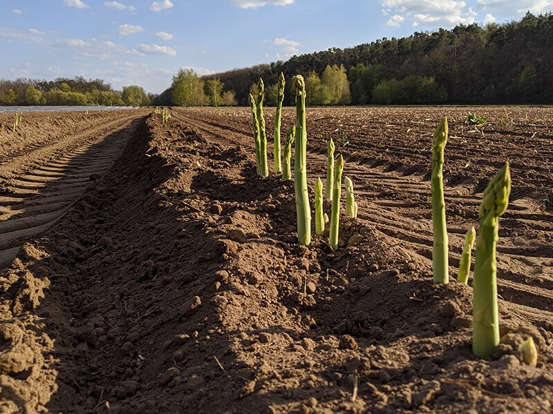 Asparagus Growing