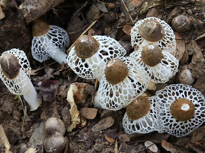 Bamboo Mushroom