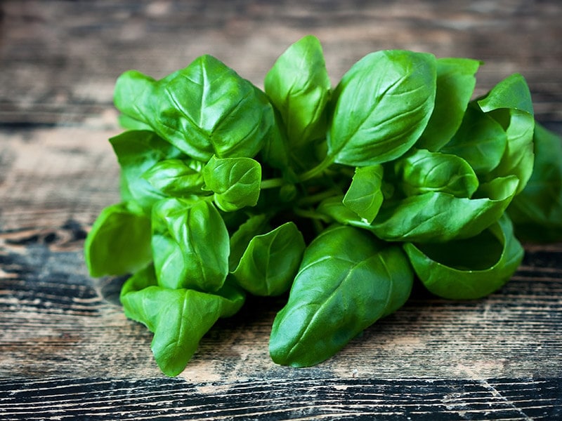 Basil Fresh