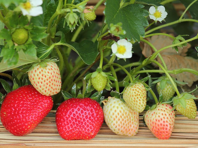 Beach Strawberry