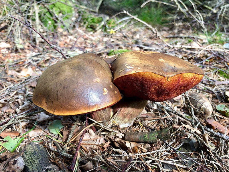 Boletus Pulcherrimus