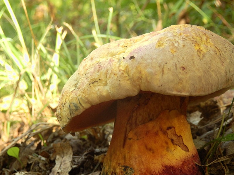 Brawny Bolete