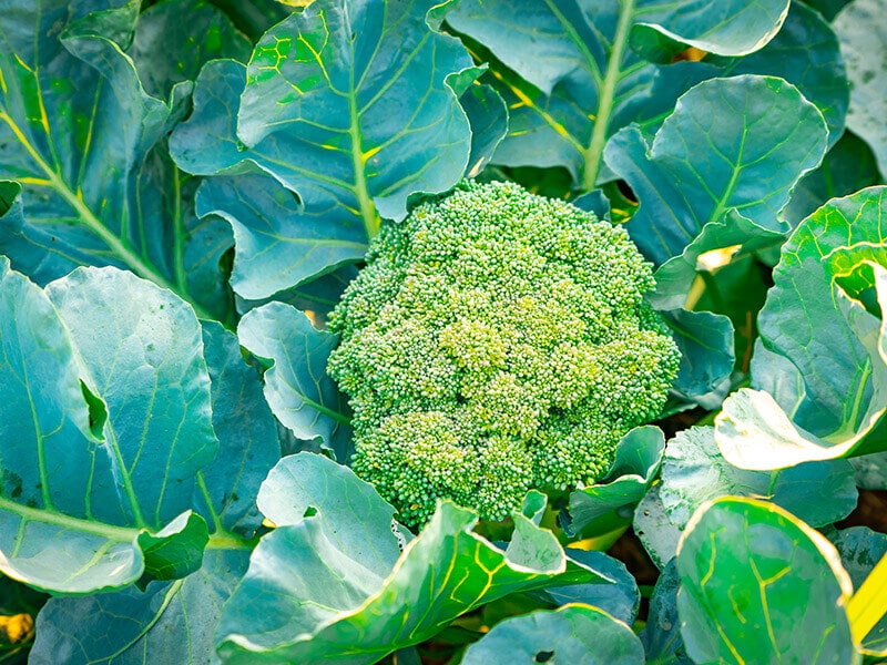 Broccoli Vegetable