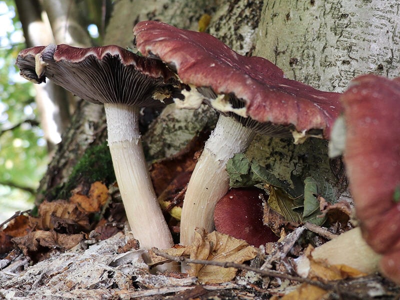 Burgundy Mushroom