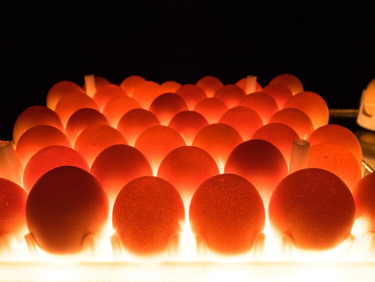 Left Eggs Out Overnight Safety Guidelines 2024