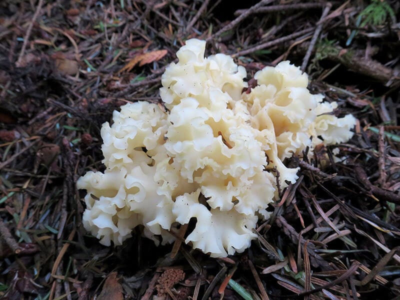 Cauliflower Mushroom