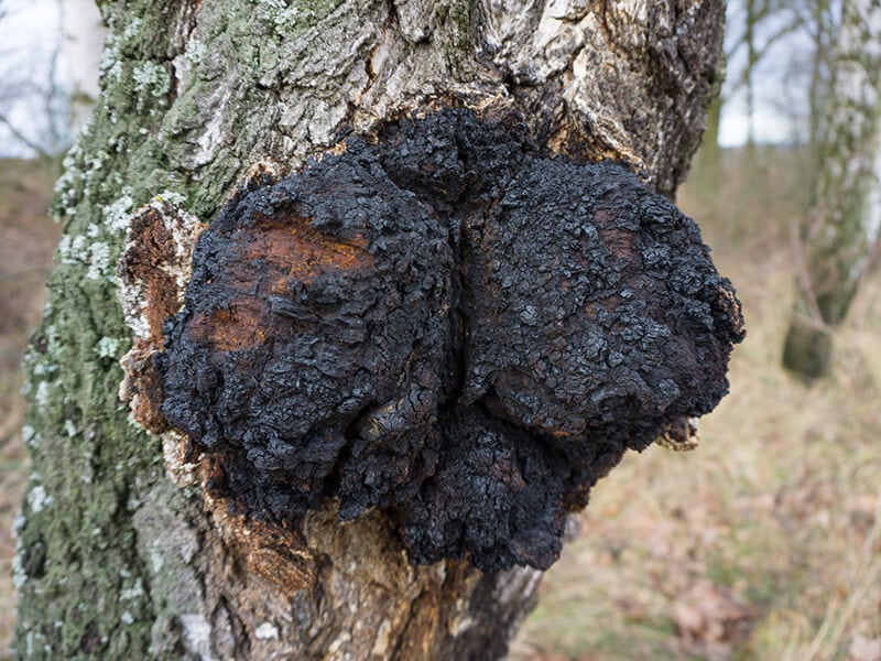 Chaga Mushroom