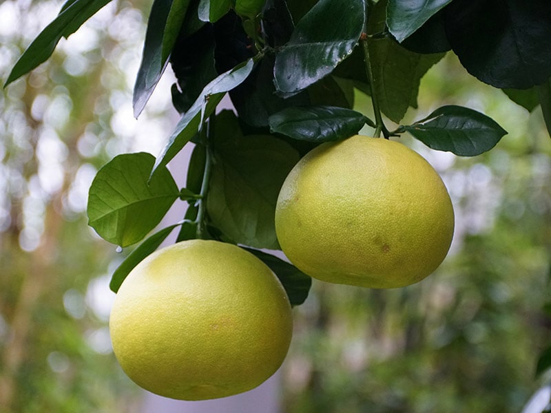 Citrus Oroblanco