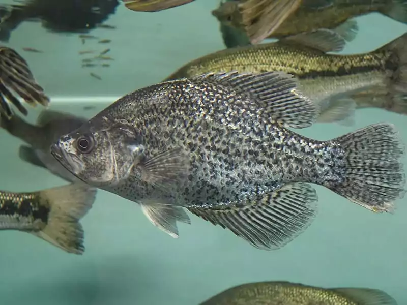 Crappie Fish