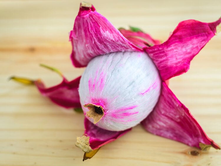 Can You Eat The Skin Of A Dragon Fruit? Yes and No! 2023