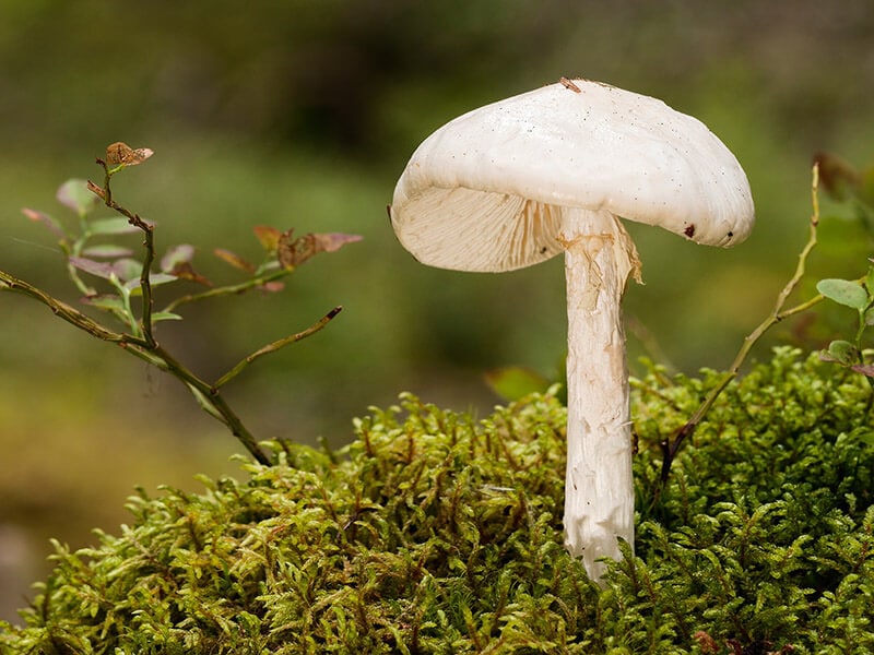 Destroying Angel