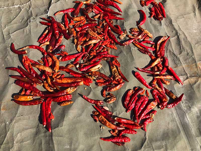 Dried Chili Peppers