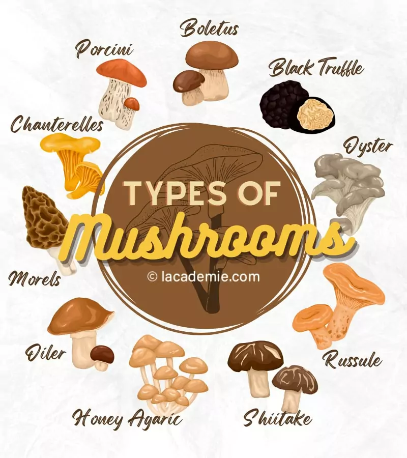 Edible Mushrooms