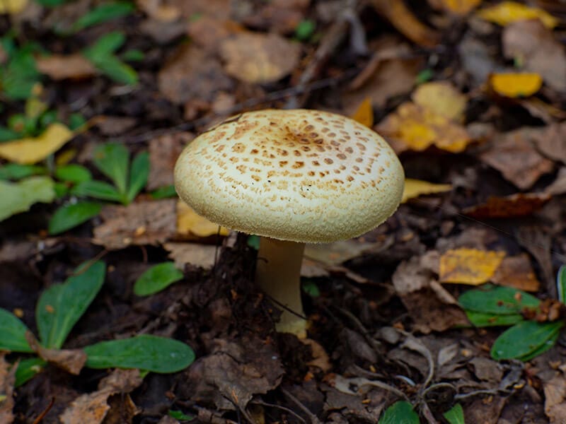 False Death Cap