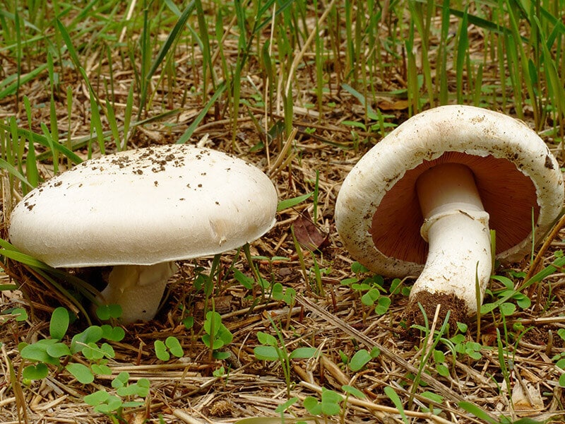 Field Mushroom