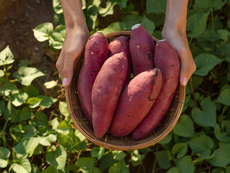 Fresh Sweet Potatoes