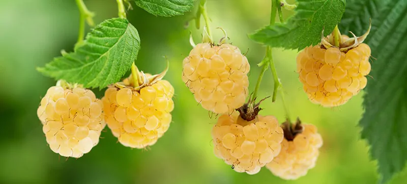 Golden Raspberry