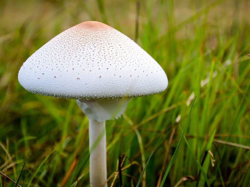 Green Spored Parasol