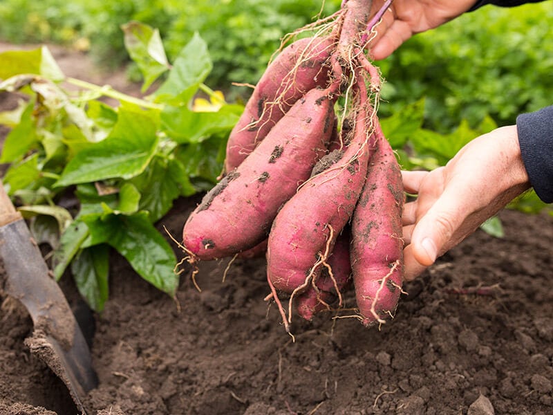 Yam Or Sweet Potato - How Do You Know Which Is Which? - Farmers' Almanac -  Plan Your Day. Grow Your Life.