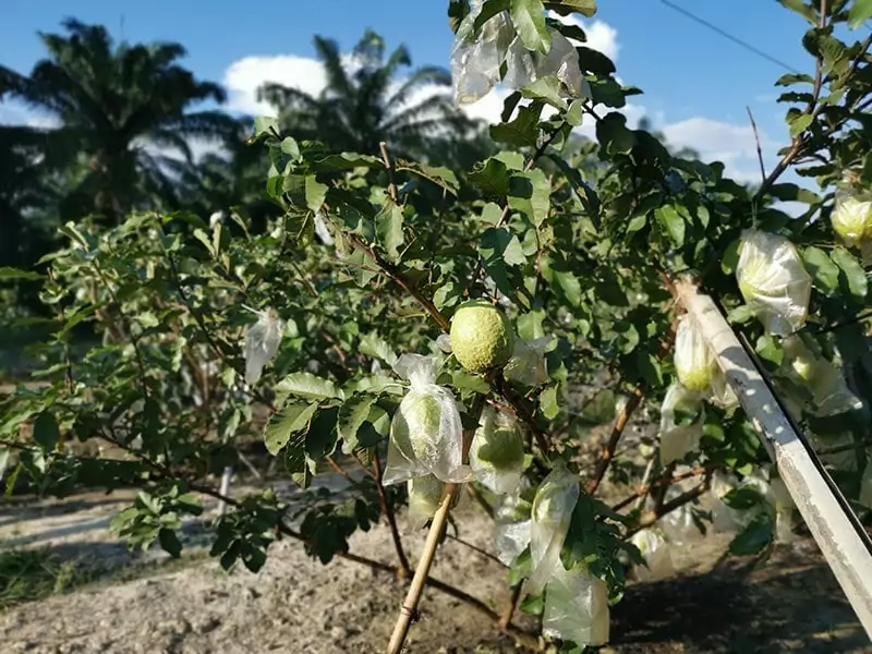 Guajava Farm