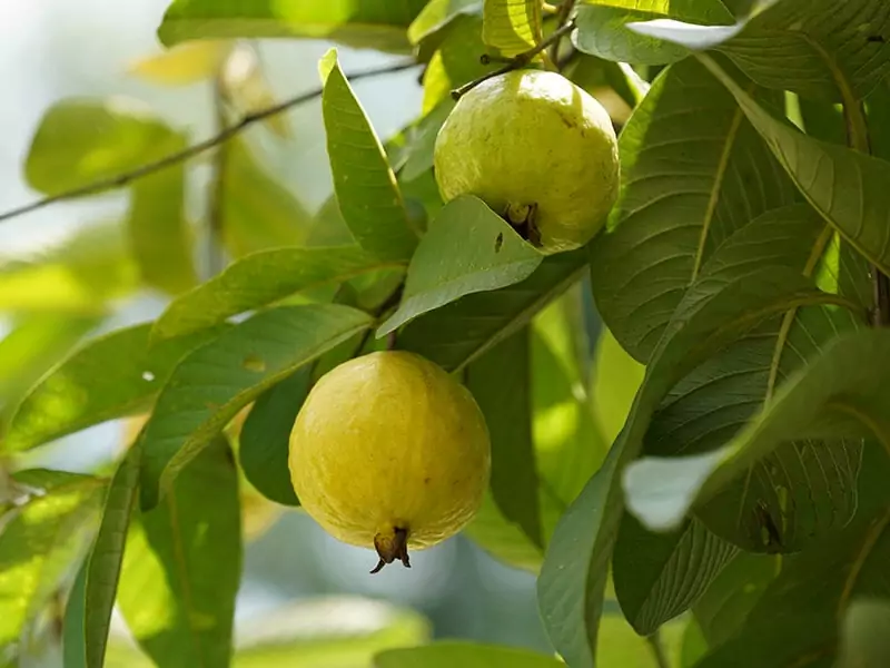 Guajava Yellow