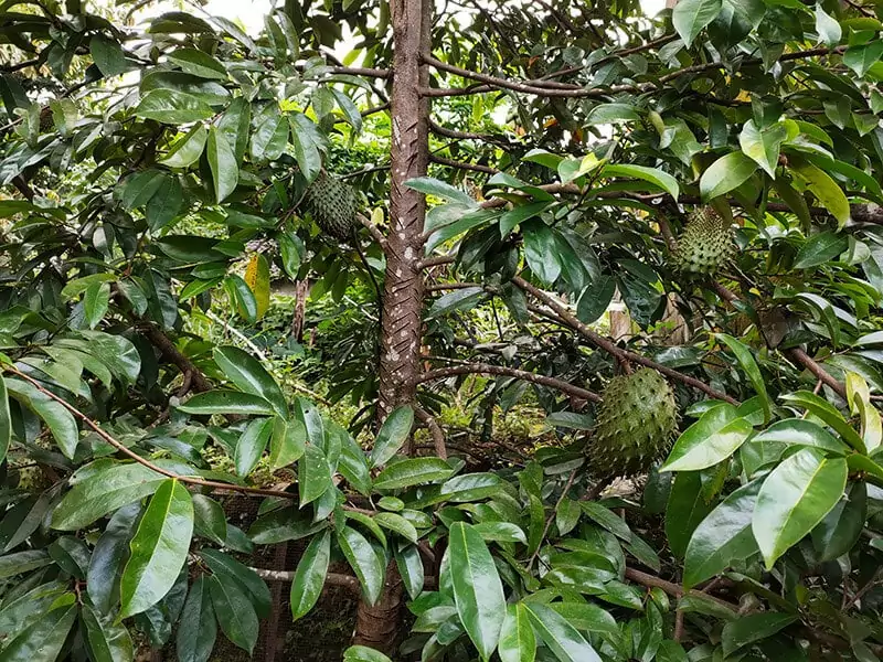 Guanabana Trees