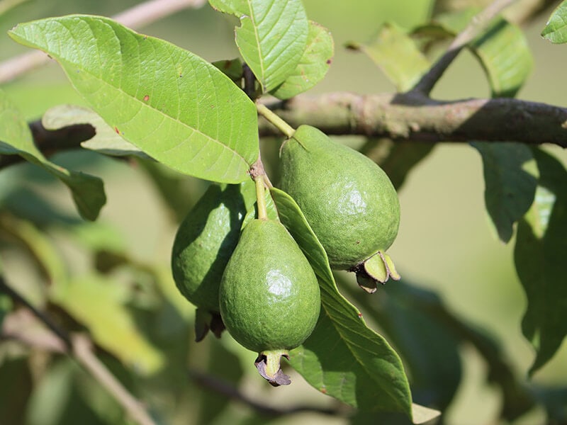 Guava Common