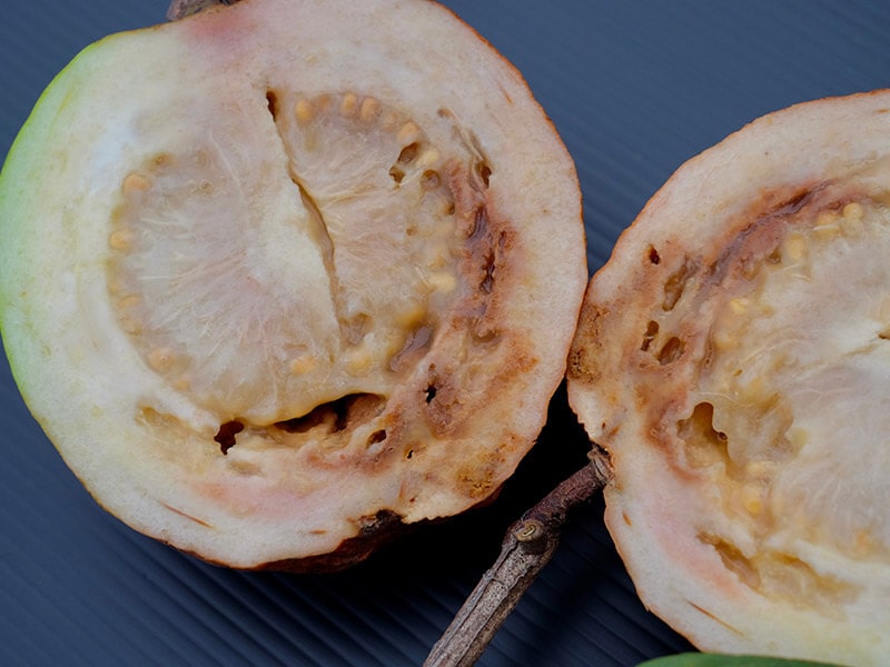 Guava Fruit Rotting