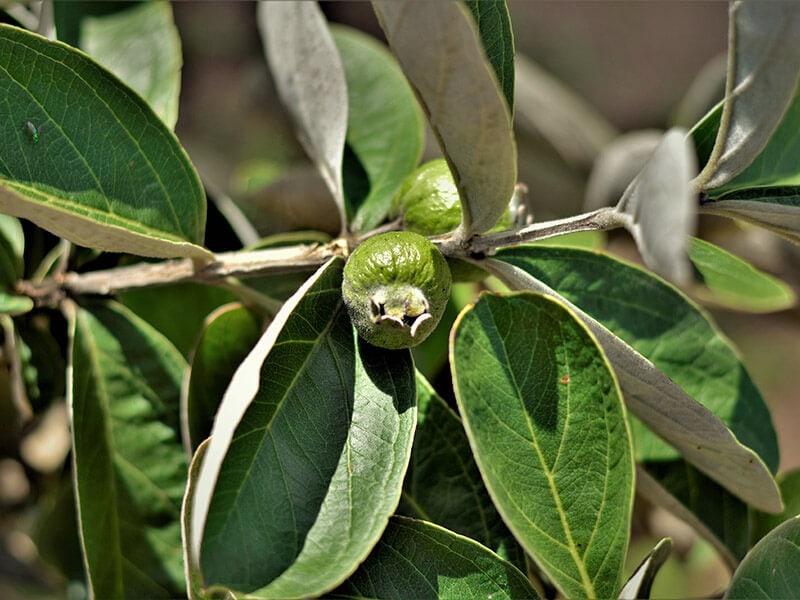 Guinea Psidium