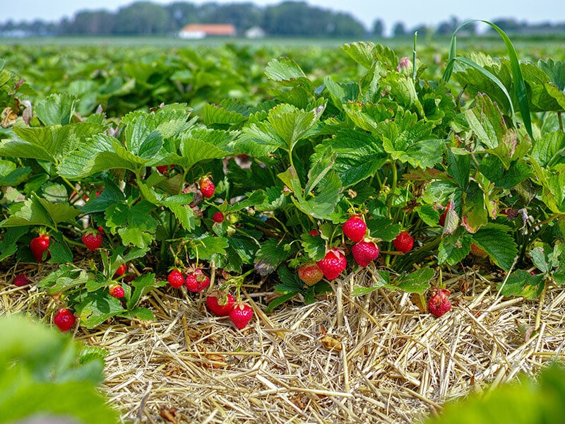 Harvest Strawberry