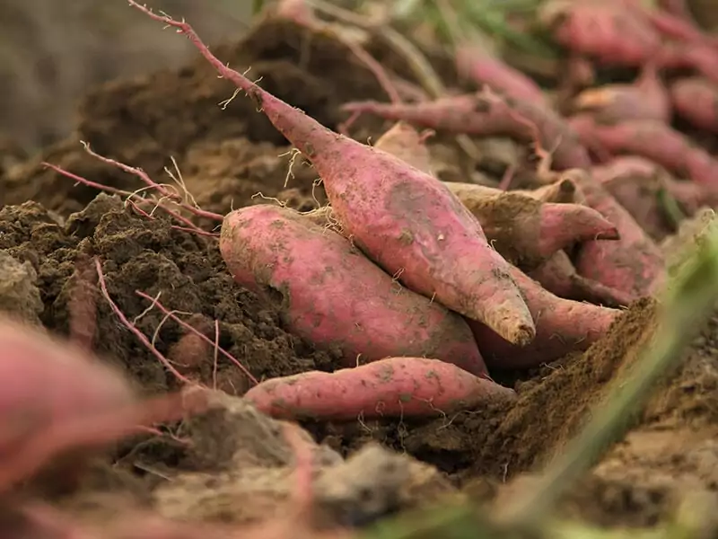 Harvest Sweet Potato