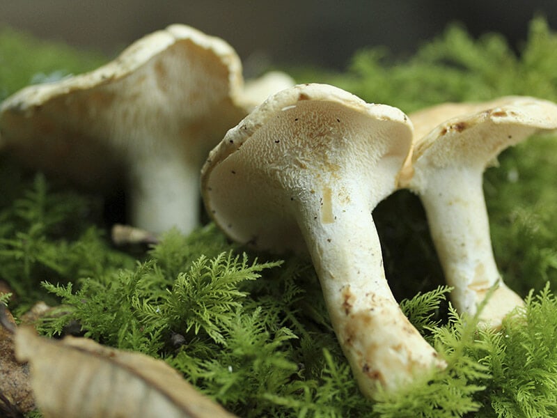 Hedgehog Mushroom