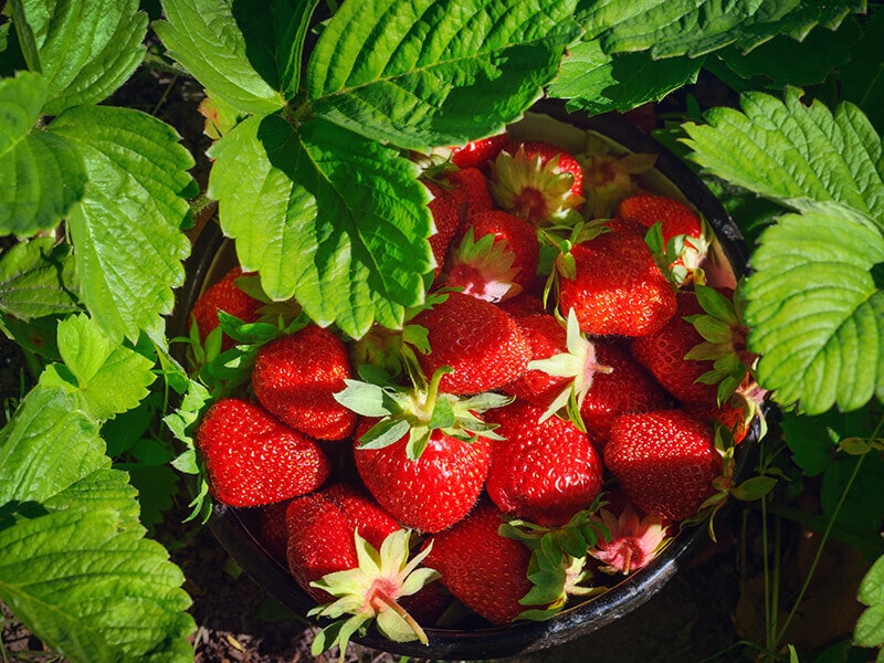 Homegrown Strawberries